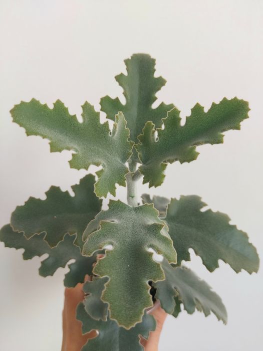 Продам декоративное каланхоэ Бехарское