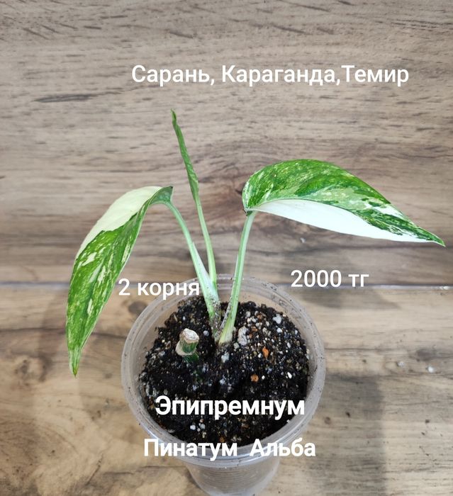 Сциндапсус,Нолина,Калла,