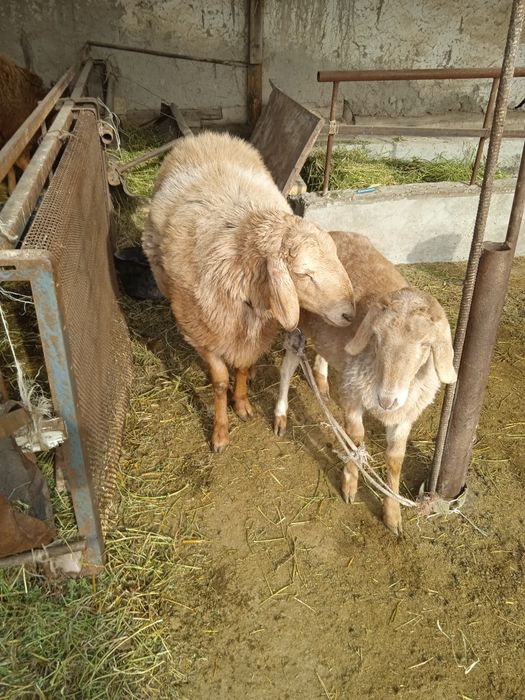 Зотдор бара кучкор Арашан