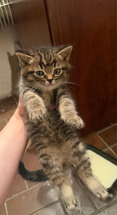 Отдам котят в хорошие руки!!!