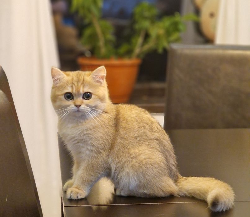 British shorthair