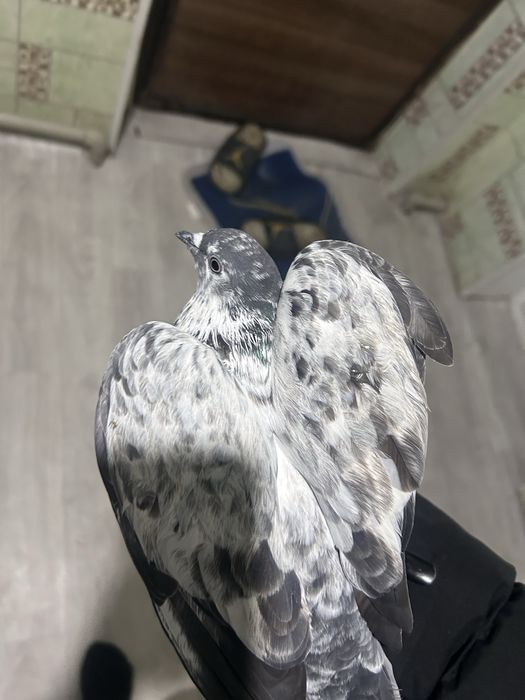 Кептер голуби сатылады продается