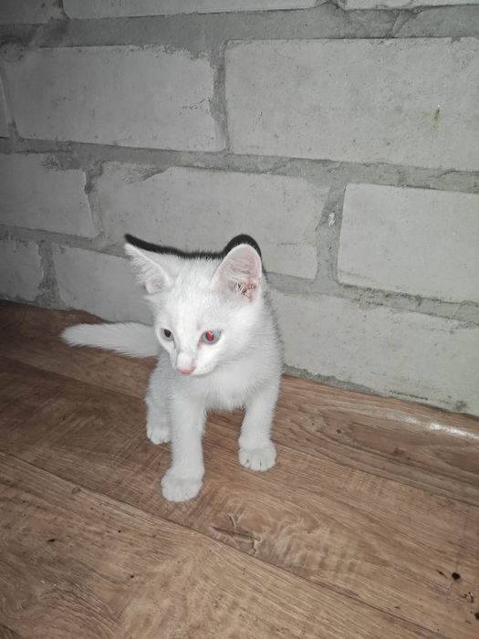 Отдам котят в хорошие руки
