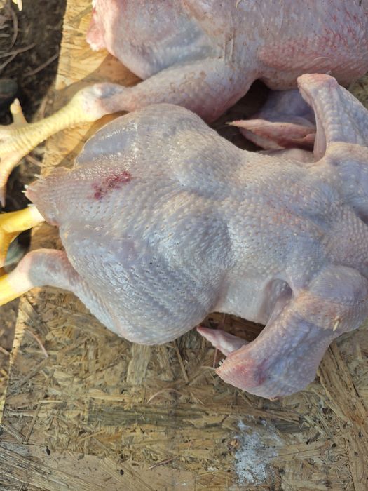 Pui de carne hrăniți natural