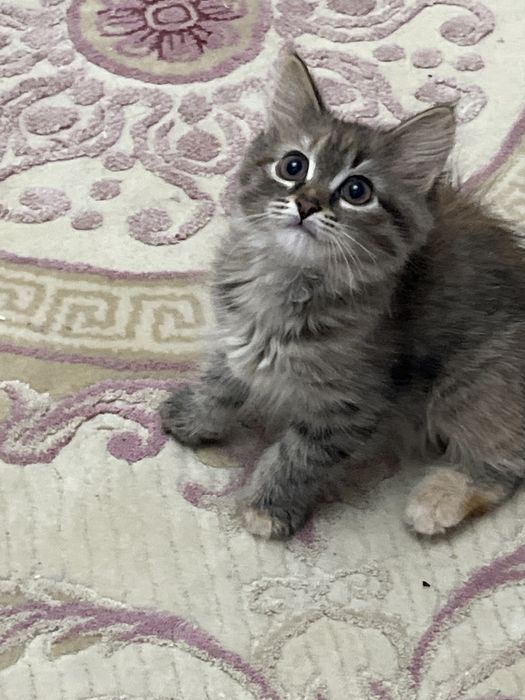 Котенок нежный отдам в добрые руки