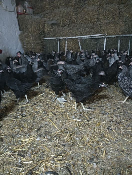 Puicuțe rasa mixta