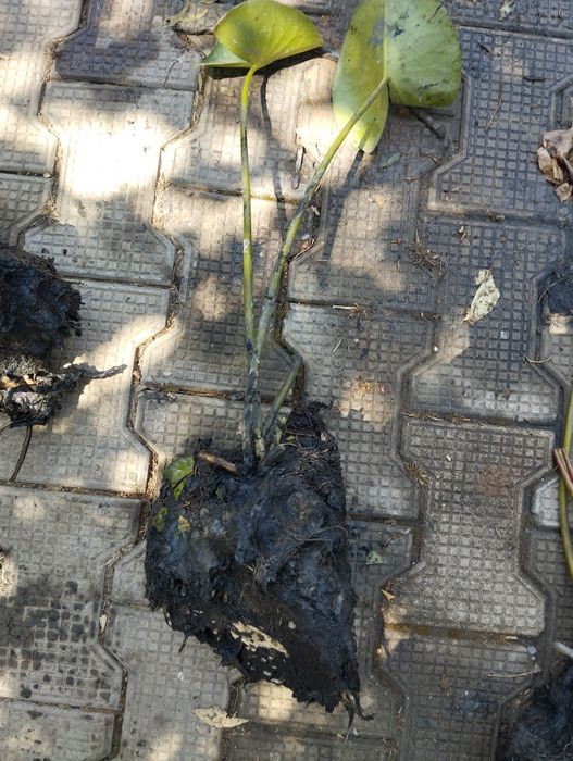 Продам водяные лилии