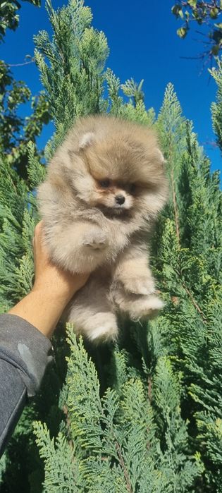 Померан мини померанче