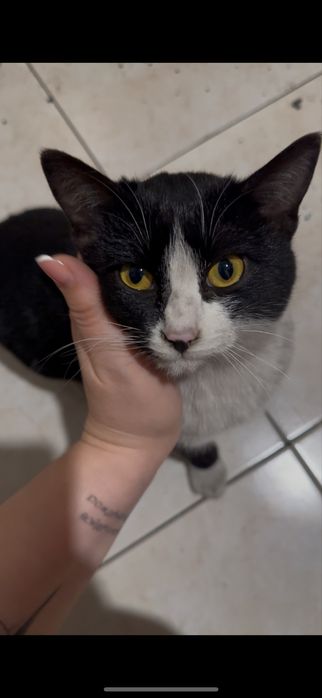 Котенок мальчик в добрые руки