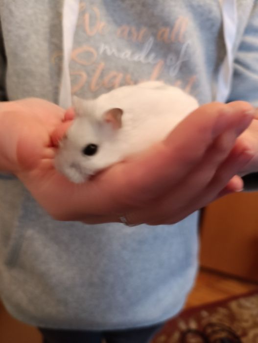 Donez hamster Timișoara
