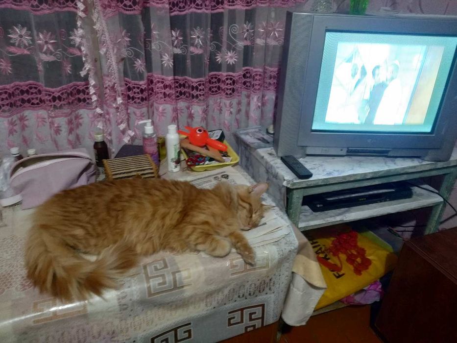 Мейнкун на вязку