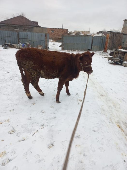 Продам тёлка 320тыс.