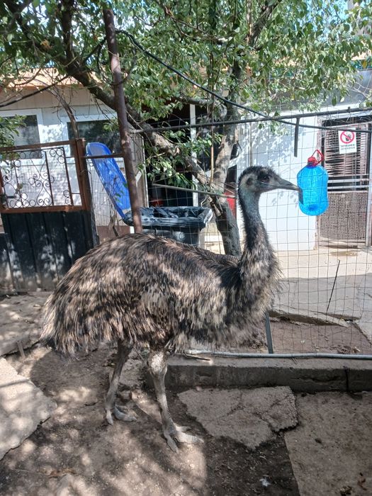 Vând strut EMU  în vârstă de 2 ani