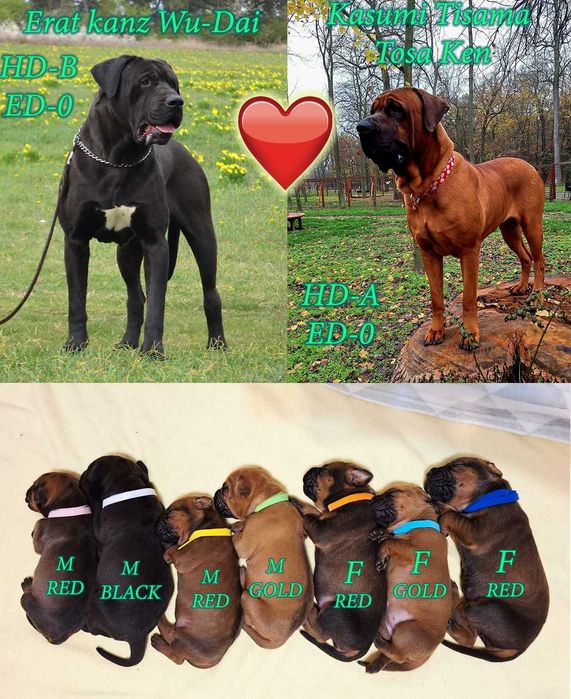 Pui tosa Inu cu pedigree