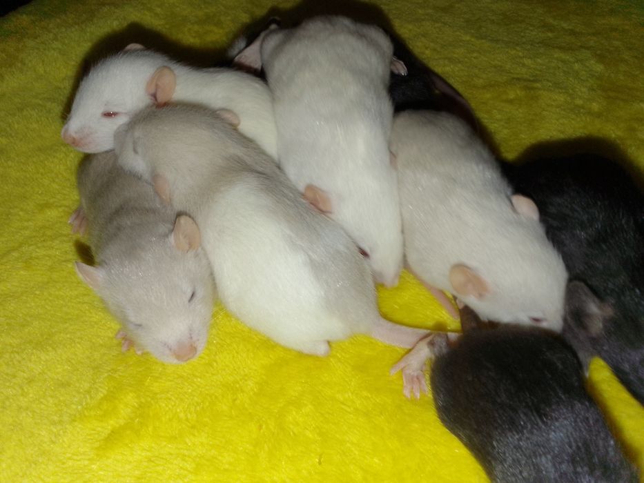 Крыски Дамбо хаски капюшон