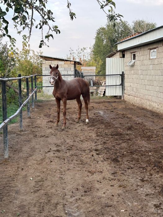 Еркек тай сатылады