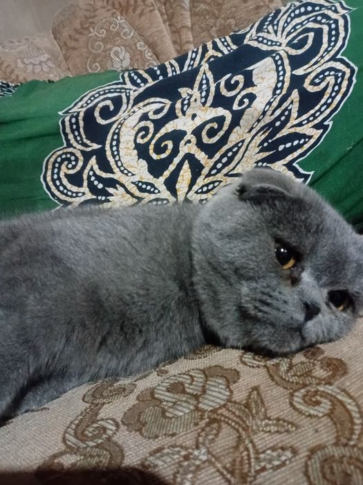 Scottish fold garantiya beriladi