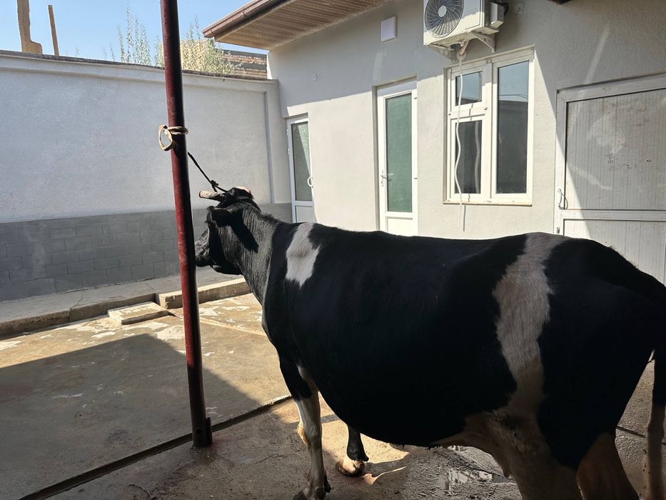 Sigir rossiyski paroda sotiladi