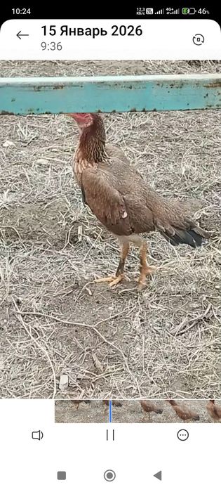 Сатлады срочнаа.