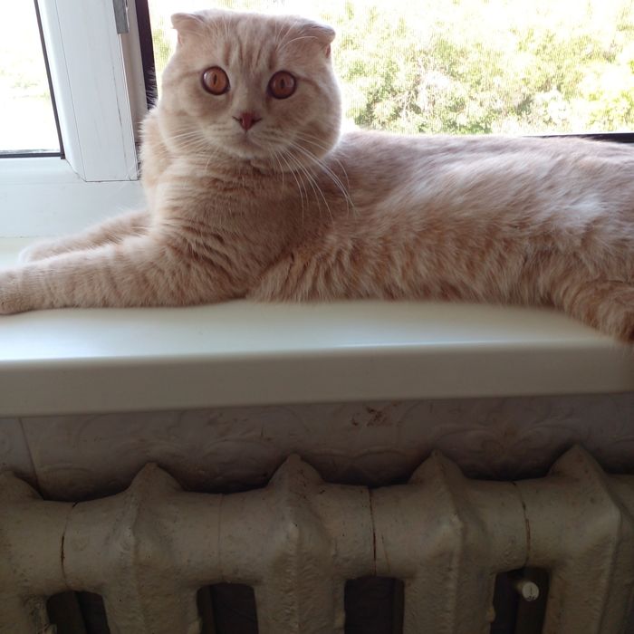 Котик ищет девочку