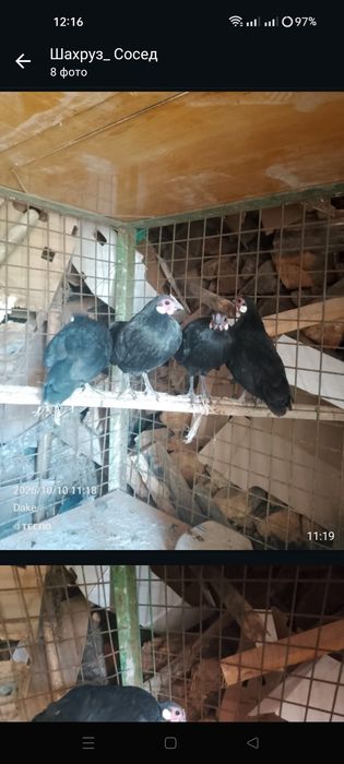 Продам Бентамка Ява