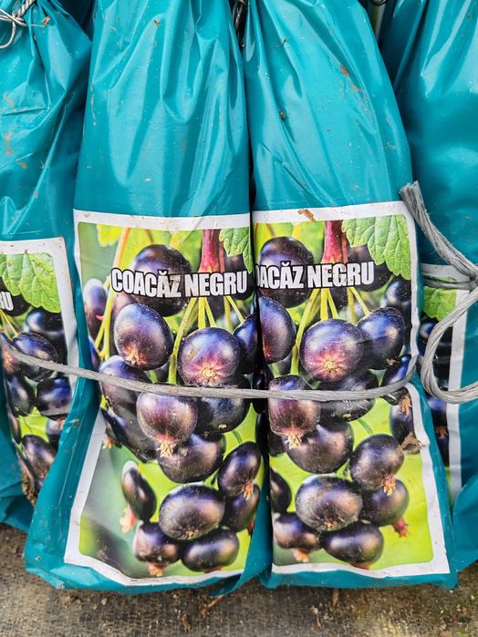 butasi de fructe de padure ambalati si etichetati