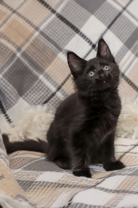 Котик породы мейн кун классик