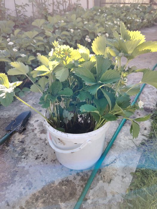 Stoloni capsune butasi produc tot anul unifere