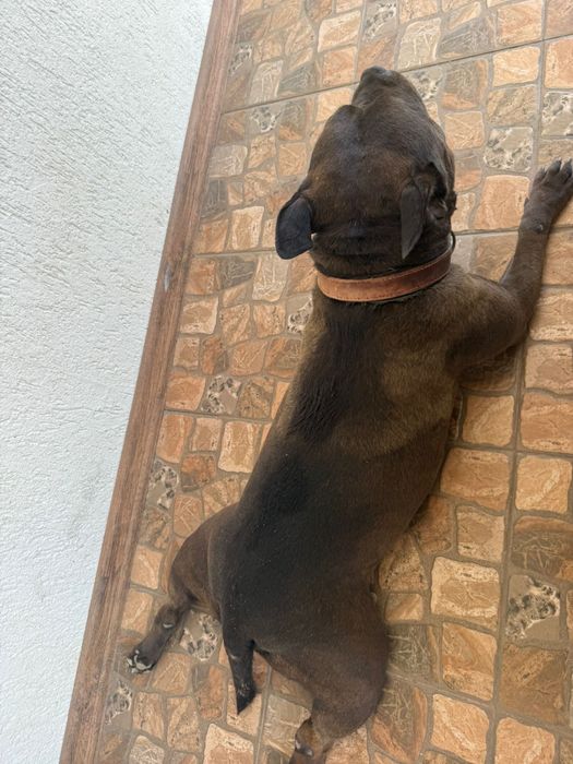 Donez american bully pocket