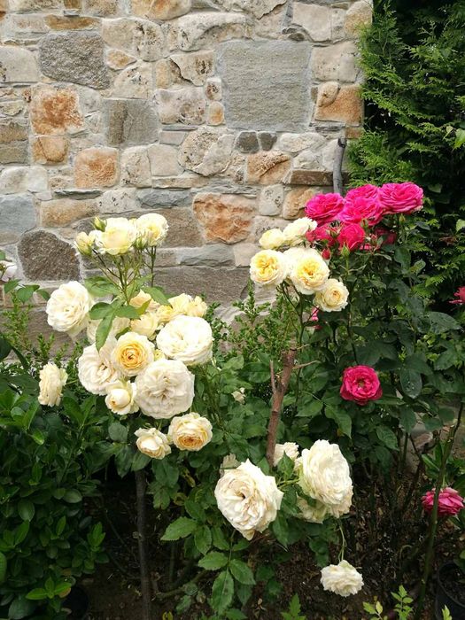 Продава се Къща в Пловдив, Беломорски - 146 кв.м за 1922 €/кв.м - Снимка #1