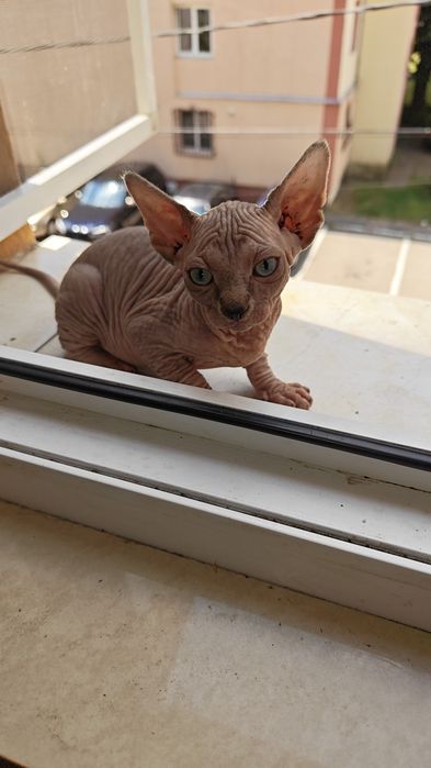 Motan Sphinx imperial