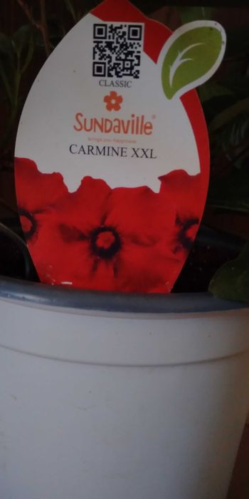 Дипладения, Мандевила