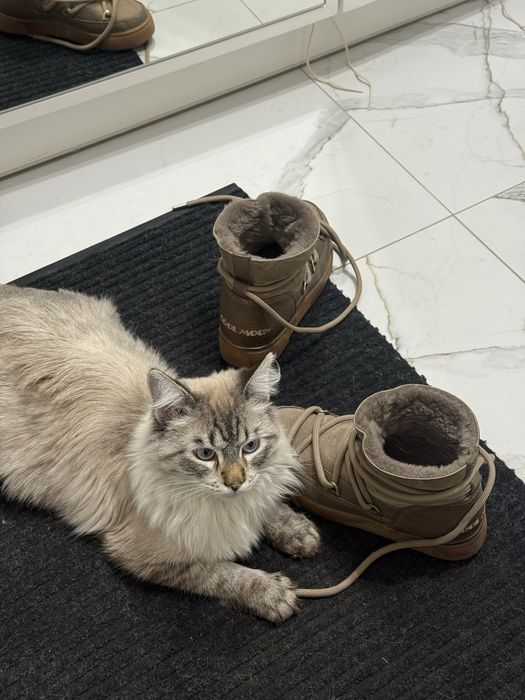 Отдам в хорошие руки кота!