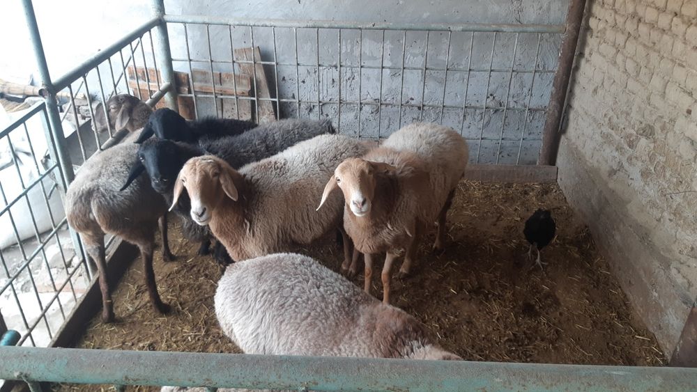 Совлиқ қўйлар сотилади