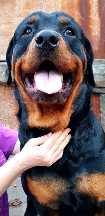 Щикарный ротвейлер ищет невесту.
