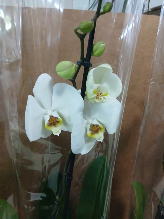 Орхидеи из Голландии