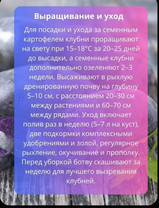 Продам фиолетовый картофель