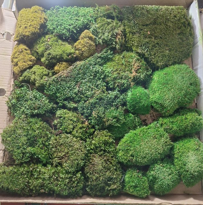 Стабилизированный мох