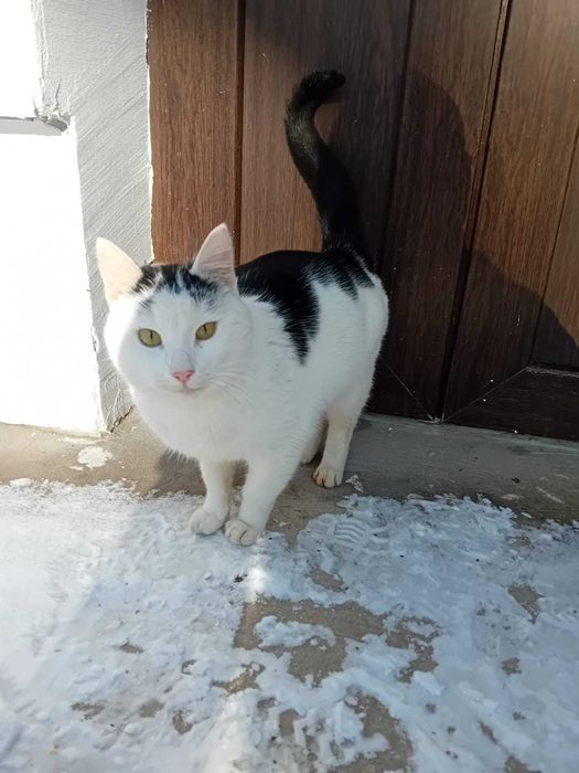 Ofer motanul din poza