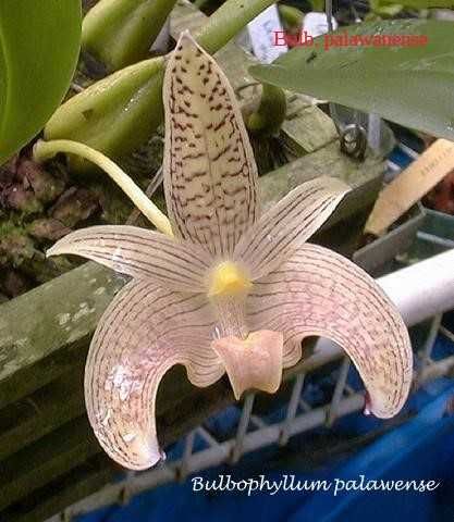 Продавам Bulbophyllum palawanense