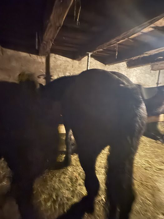 De vanzare manza de 3 ani