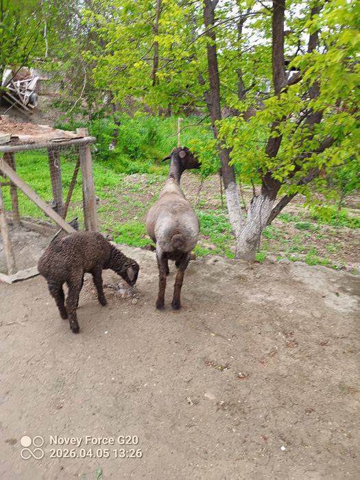 Quy blan mernoz quchqor sotladi