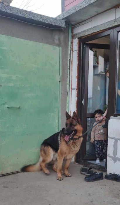 Малки немски овчарки