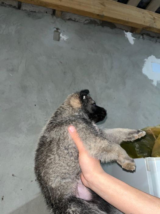 Щенок күшік собака