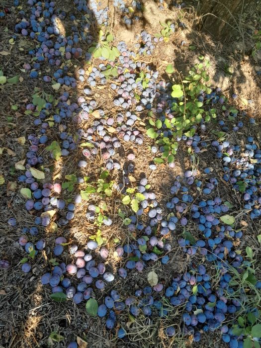 Prune pentru tuica