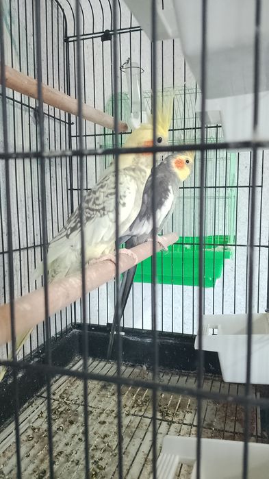 Продам двух попугаев