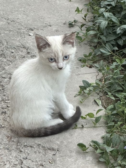 Котенок в добрые руки
