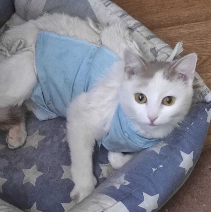 Молодую кошечку в добрые руки