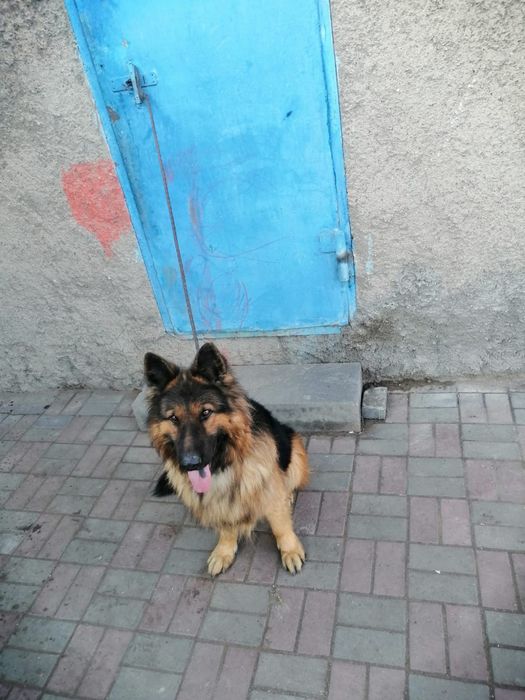 Немецкая овчарка кабель