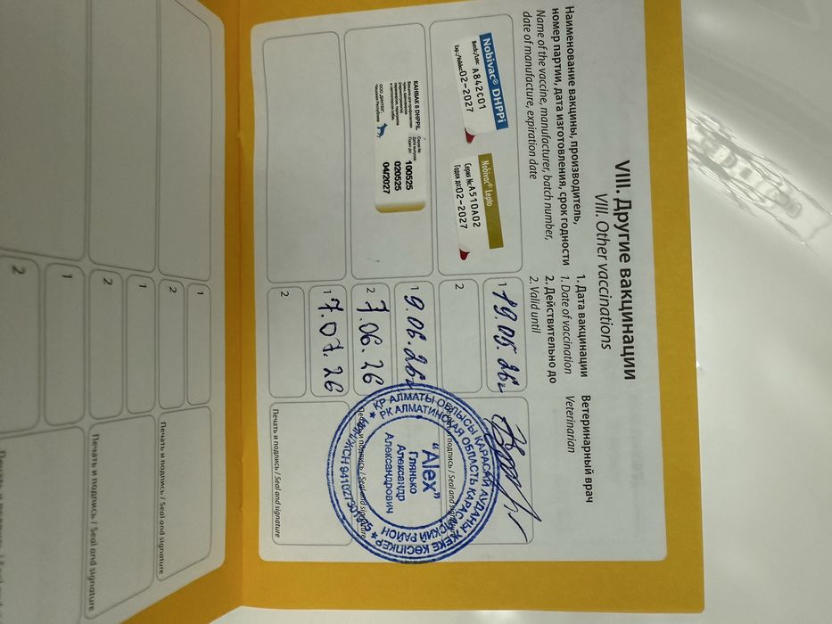 Продам шпица 2 мес .